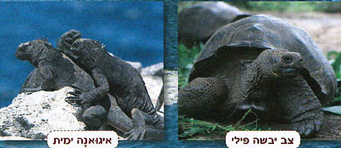 (בספר שתי תמונות:) צב יבשה פילי, איגואנה ימית.